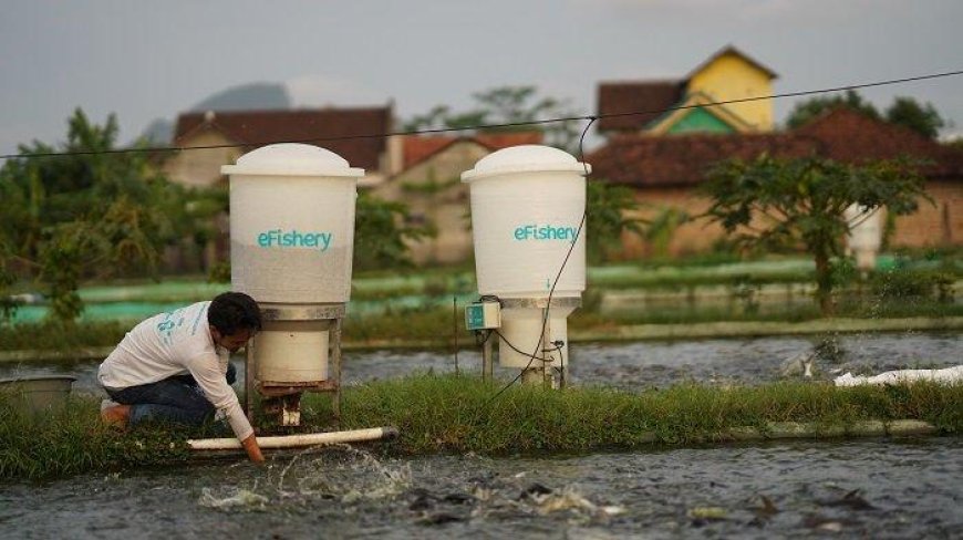 Unicorn eFishery Lakukan PHK, Apa Penyebabnya?